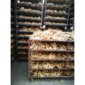 China bulk fresh mature ginger